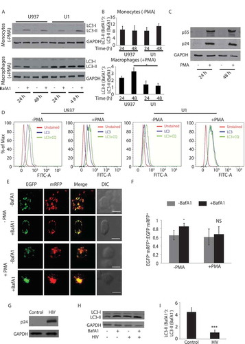 Figure 1. Replication of HIV-1 in macrophages results in autophagy block. (A) Cell lysates of U937 and U1.1 monocytes without PMA treatment or with 10 ng/ml PMA treatment for 24 h were prepared from cells, in the absence or presence of bafilomycin A1 (BafA1, 100 nM) and immunoblotted for LC3B. BafA1 was added 3 h before the time point as described in materials and methods. (B) Fold autophagy flux for U937 and U1.1 monocytes (with and without PMA) corresponding to the blots at 24 and 48 h is shown. (C) U1.1 cells were treated with PMA and HIV-1 activation was monitored using p24 immunoblotting at indicated time points post-PMA treatment (D) U937 and U1.1 monocytes (without PMA treatment) or macrophages (with PMA treatment) were stained for endogenous LC3B upon mild permeabilization using saponin (0.1%) and flow cytometry was performed to monitor autophagy flux in the absence or presence of autophagy inhibitor chloroquine (100 nM, 3 h) at 48 h. (E) U1.1 cells were nucleofected with ptfLC3 construct and cells were kept with or without PMA (10 ng/ml) after transfection for 24 h. BafA1 was added 3 h before the time point. (F) Ratio of autophagosomes (yellow puncta) to autolysosomes (red puncta of LC3B) for images in Figure 1E was quantified for autophagy flux using Imaris software (see Materials and Methods). Scale bar: 10 µm (G) U937-derived macrophages were infected with HIV-1 (pNL[AD8]) at 1:0.1 MOI and p24 levels were probed by immunoblotting in the total cell lysates generated at 48 h post-infection. (H) In the above experiment, HIV-1-infected U937 cells were either treated with BafA1 or left untreated during the final three h of the assay time (48 h). LC3 levels were probed in control and HIV-1-infected U937 cells in BafA1-treated or untreated sets by immunoblotting. (I) Fold autophagy flux in U937-derived macrophages in the absence and presence of HIV is shown. Student’s t-test was performed to calculate p-values (*p value<.05, ** p value <.01; ***p-value<0.001; **** p value <0.0001)