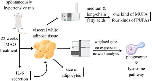 Figure 5. A summary figure showing the main results by Figdraw (www.figdraw.com).