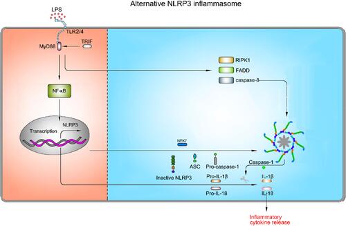 Figure 6 Mechanism of activation for alternative NLRP3 inflammasome pathway. The alternative NLRP3 inflammasome pathway is triggered by TLR2/TLR4. LPS binds to TLR2/TLR4, which results in up-regulation of pro-1β, pro-18, and NLRP3 via the NF-κB signaling pathway. However, this type of NLRP3 inflammasome activation is mediated by the TRIF-RIPK1-FADD-caspase-8 axis, whereas K+ efflux, ASC speck formation and pyroptosis are not required in this pathway.