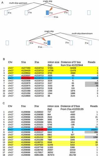 Figure 1. A. Aberrant splicing events that are commonly activated by mutations of the 5’ or 3’ss of introns. The brackets reflect that most activated css lie within 1000 bases of the ss mutation. B,C. Splice site mutations activate background ss (bss), particularly those with the most reads. B. The Snaptron data is arranged to show all splicing events involving the 3’ss 41,219,713 of wild type BRCA1 (see text). Blue shading shows normal splicing, yellow shading shows background exon skipping, red shading shows the mutated 5’ss partner 41,222,944 and grey shading shows the reads of the bss prior to their further activation by this mutation. C. All splicing events involving the 5’ss 41,209,068, blue and yellow shading as above, red and grey shading indicates the effect of mutation of the normal partner 3’ss 41,203,135.