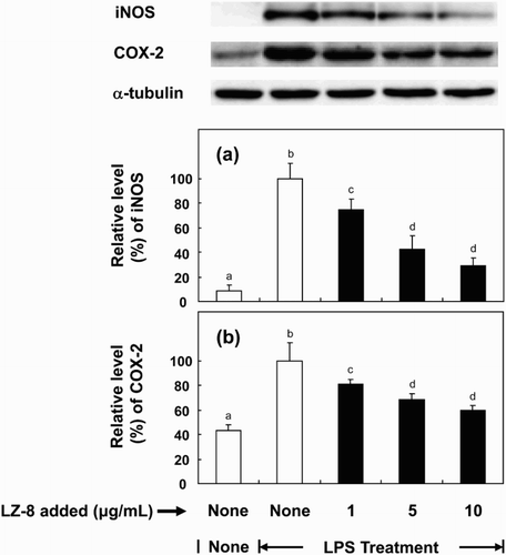 Figure 4. Effects of LZ-8 on the expression of iNOS and COX-2 in LPS-stimulated BV-2 microglial cells. Microglial cells were incubated with only medium, or medium containing LZ-8 (1, 5 or 10 μg/mL) for 24 h, followed by LPS treatment (0.1 µg/mL) for 16 h. iNOS and COX-2 expression was determined by Western blot analysis. α-Tubulin was used as a loading control. Each value represents the mean ± SD of three independent experiments. Values with different letters are significantly different from each other at p < .05.