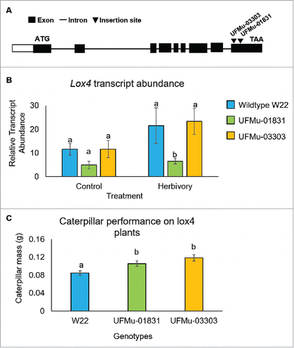 Figure 4. Analysis of a W22 Lox4 Mu insertion lines (A) Location of the UFMu-01831and UFMu-03303 insertions in the Lox4 gene and positions of primers that were used for quantitative RT-PCR gene expression analysis. (B) Expression level of the Lox4 gene, with and without six hours of S. exigua feeding. Mean +/- s.e. of 5 independent samples. (C) Mass of S. exigua caterpillars after five days of feeding on W22, UFMu-01831, and UFMu-03303seedlings. Mean +/- s.e. of 57 samples. *P value < 0.05, ANOVA followed by Tukey's HSD test.