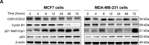 Figure 5 Effect of ALS treatment time on the expression levels of CDK1/CDC2, CDK2, cyclin B1, p21 Waf1/Cip1, p27 Kip1, and p53 in MCF7 and MDA-MB-231 cells.