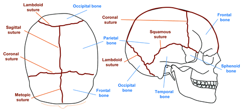 Figure 1. Schematic representation of the major bones and sutures of the adult human cranium. Top view (left) and lateral view (right) of the calvarium, showing bones (blue) and sutures (brown). By the second year of life the metopic suture is normally closed.