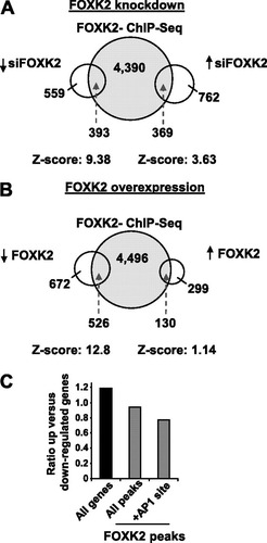Fig 5 Association of FOXK2-regulated genes with regions occupied by FOXK2. (A) FOXK2 was depleted from U2OS cells with siRNA, and genes whose expression changed by at least 25% (up or down) are compared to the presence of a FOXK2 binding event in their vicinity. siFOXK2, siRNA against FOXK2. (B) FOXK2 was overexpressed in HeLa cells by doxycycline treatment for 24 h, and genes whose expression changed by at least 1.25-fold (up or down) are compared to the presence of a FOXK2 binding event in their vicinity. Z-scores are calculated from comparing the FOXK2 ChIP-seq data with equivalent sized randomly chosen RefSeq genes. (C) The ratio between the numbers of genes going up and down by 1.25-fold following FOXK2 depletion is plotted for the indicated data sets. “All genes” represents all genes that change on the array, whereas the genes that also contain FOXK2-associated binding regions (gray bars) are shown in their entirety (all regions) or split into those that contain an AP-1 binding motif.