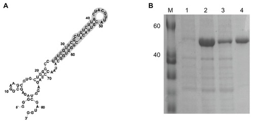 Figure 2 (A) Sequence and secondary structure of RNA oligonucleotide that binds to N protein. (B) Purification of SARS-CoV N protein, 12% SDS-PAGE gel showing SARS-CoV N protein with his-tag. M, protein marker; lane 1, before induction form of SARS-CoV N protein; lane 2, total form of SARS-CoV N protein; lane 3, soluble form of SARS-CoV N protein; lane 4, his-tag form of SARS-CoV N protein.Abbreviations: N, nucleocapsid; SARS-CoV, severe acute respiratory syndrome-associated coronavirus; SDS-PAGE, sodium dodecyl sulphate-polyacrylamide gel electrophoresis; QDs, quantum dots.