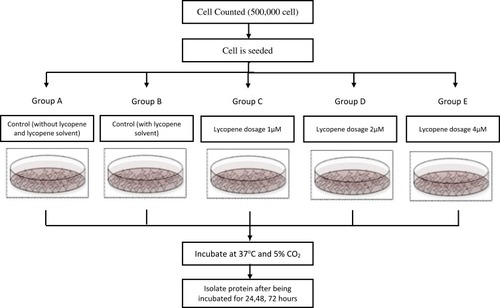Figure 1 Grouping of lycopene treatment in human prostate cancer cell culture.