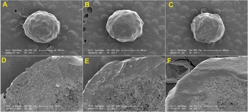 Figure 4 SEM photographs of the surface (A–C, ×50) and cross-section (D–F, ×200 of A–C, respectively) of the preMM pellets prepared with FB:PEG:micellar carrier = 1:1.5:1.5 (A and D), 1:1:2 (B and E) and 1:0:3 (C and F), respectively.Abbreviations: FB, fenofibrate; MM, mixed micelle; PEG, polyethylene glycol; SEM, scanning electron microscopy.