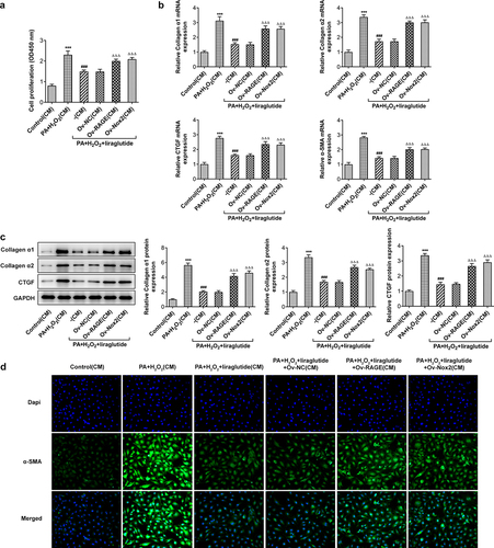 Figure 6. Effects of liraglutide in suppressing proliferation and the expression of Collagenα1, Collagenα2, CTGF and α-SMA of JS-1 cells via RAGE/NOX2. (a) CCK8 assay for the detection of cell proliferation. (b) Collagenα1, Collagenα2, CTGF and α-SMA expression through RT-qPCR. (c) Collagenα1, Collagenα2 C and TGF expression through Western blot assay. (d) Immunofluorescence staining for α-SMA. The data were indicated as mean ± SD. ***P < 0.001 compared with Control. ### P < 0.001 compared with PA+ H2O2 group. ΔΔΔP < 0.001 compared with Ov-NC group.