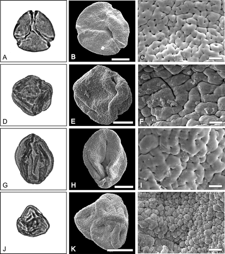 Figure 2. LM and SEM images of pollen of Cornales and Ericales. A–C. Nyssa sp. A. LM overview. B. SEM overview of the same grain as A. C. SEM detail of the same grain as A. D–F. Mastixia sp. 1. D. LM overview. E. SEM overview of the same grain as in D. F. SEM detail of the same grain as in D. G–I. Mastixia sp. 2. G. LM overview. H. SEM overview of the same grain as in G. I. SEM detail of the same grain as in G. J–L. Erica sp.1. J. LM overview. K. SEM overview of the same grain as in J. L. SEM detail of the same grain as in J. Scale bars – 10 µm (B, E, H, K), 2 µm (C, F, I, L).