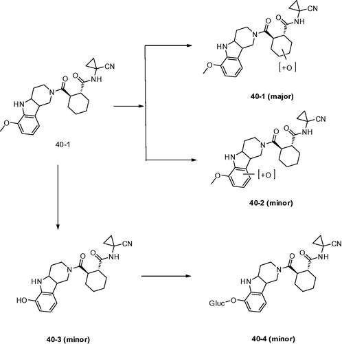 Figure 10. Metabolites found after in vitro incubation of 40 with rat hepatocytes.