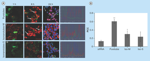 Figure 3.  Uptake of G-single wall carbon nanotubes-siRNA complexes into PAM212 keratinocytes.(A) Cells were imaged using confocal microscopy following 1, 8 and 24 h of incubation (columns). (I) Puretubes; (II) IsoM; and (III) IsoS complexes. Column 4 shows the corresponding profile view of fluorescence distribution along the indicated red line section of the 24 h micrographs. Fluorescence in columns one and two is as follows; red – siGLO-RNA, green – calcein viability stain. In column three, blue fluorescence is pseudocolor – DRAQ5 nuclear/DNA stain, pink – colocalization (red and blue). Arrows indicate accumulation in the nuclei/nucleoli. Bar: 20 µm for all micrographs. (B) Colocalization analyses in confocal images of cells using the JACoP plugin of ImageJ. The PCC was calculated for at least five images per treatment and the average calculated values for each condition were plotted on the histogram (error bars represent SD). **Significant in comparison with siRNA (image shown in Figure 4B: free siRNA, 24 h), **p value < 0.001, *p < 0.05.PCC: Pearson's correlation coefficient.