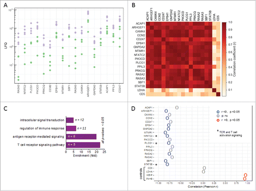 Figure 3. Patient-specific protein expression in TAT. (A) Proteins splitting ovarian cancer patients into high and low level expression groups (based on LFQ values in TAT determined by MS). Proteins with a > 2-fold difference between the maximum of the “low” group, depicted in green, and the minimum of the “high” group, depicted in purple, are displayed (descending order with the greatest difference on the left). (B) Heatmap showing the correlation (r-values) of expression (LFQ values) for the proteins in panel A. (C) PANTHER functional annotation (gene ontology enrichment analysis) of the proteins identified in panel A. n: number of genes in the respective group. List of the proteins is included in Figure S4. (D) Correlation (Pearson r) of the expression of these proteins in TAT with CD163 expression in TAM. High CD163 expression in TAM is a surrogate marker for a poor clinical outcome.Citation32,Citation37 Asterisks (*) indicate intracellular proteins associated with TCR signaling (“T cell receptor signaling pathway” in panel B). Lactate dehydrogenase A (LDHA) and CD5 served as controls for proteins showing a low fluctuation of expression. The IKBIP and the prolyl hydroxylase P4HB were included for comparison as proteins with a strong positive correlation with CD163 expression in TAM.