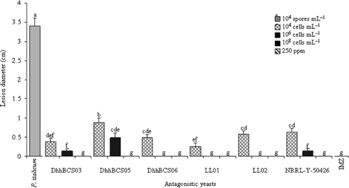 Figure 3. Lesions caused by Penicillium italicum in Mexican lime fruit inoculated with three concentrations of antagonistic yeasts. Strains of D. hansenii used were: DhhBCS03, DhhBCS05, DhhBCS06, LL01, LL02, and P. guilliermondii NRRL-Y-50426. The fungicide imazalil (IMZ) was applied at 250 ppm. Fruit were stored at 25°C and 80% RH for 21 days. Columns with the same letter are not significantly different (LSD, P < 0.05). Figura 3. Tamaño de lesión ocasionado por Penicillium italicum en limón mexicano inoculado con tres dosis de levaduras antagónicas. Las cepas utilizadas de Debarymoyces hansenii fueron DhhBCS03, DhhBCS05, DhhBCS06, LL01, LL02, y de P. guilliermondii NRRL-Y-50426. El fungicida imazalil (IMZ) fue aplicado a 250 ppm. Los frutos fueron almacenados a 25°C y 80% de HR durante 21 días. Columnas con la misma letra no son significativamente diferentes (LSD, P < 0,05).