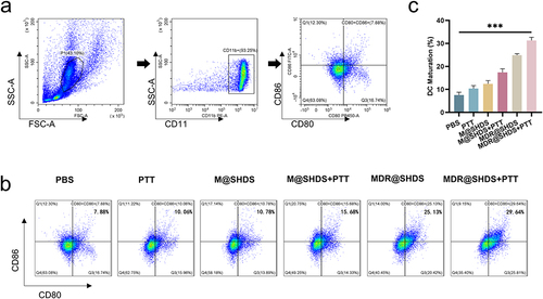 Figure 9 (a and b) Expression levels of surface molecules (CD80 and CD86) on BMDCs after various treatments; (c) Quantification of expression levels of CD80 and CD86 on the surface of BMDCs. (The label *** indicates p < 0.001).