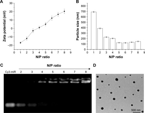 Figure 2 (A) Zeta potential and (B) particle size of mPEG-g-PEI/miR-135a with different N/P ratios. (C) Agarose gel electrophoresis of mPEG-g-PEI/miR-135a at different N/P ratios and (D) transmission electron microscopic images of mPEG-g-PEI/miR-135a at an N/P ratio of 6 (bar =500 nm).Abbreviation: mPEG-g-PEI, polyethylene glycol methyl ether grafted polyethylenimine.