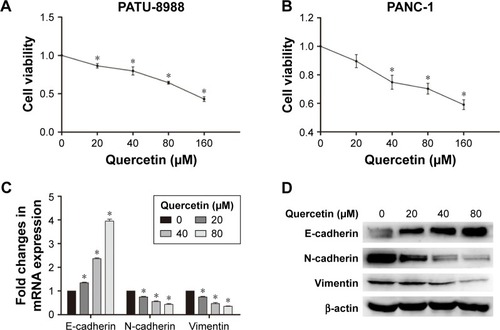 Figure 1 Dose-dependent inhibition of cell viability in PANC-1 and PATU-8988 cells, and of epithelial–mesenchymal transition in PATU-8988 cells.