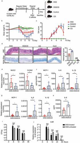 Figure 1. Increased disease severity in mice with DSS challenged with C. difficile. (a) Schematic outlining the timing and treatment regiments for each group (n = 5–10/group). Mice were culled and samples for further analysis were collected at 2 days post-infection. (b, c) Weight loss (b) and disease activity scores (c) in each group are shown, and significant differences between the DSS and DSSCD groups are indicated on the corresponding day (*P < 0.05, **P < 0.01). (d) Representative images of H&E and alcian blue staining of colonic tissue (left) and histological scores (right). Scale bar, 200 μm. (e – h) Relative expression levels of the gut barrier proteins MUC2 and CLDN2 (e) and the cytokines MCP1, IL-6, and IL-1β (g) were examined by real-time qPCR using actin as an internal control. Protein concentrations of MCP-1, IL-6, and IL-1β in the colon (f) and serum (h) were detected using flow cytometry. Colonic cytokine production (f) was normalized to the total protein concentration. (i and j) the C. difficile burden in the colonic contents of mice in different groups at different time points post-infection was measured by CFU counting through culturing (i) and real-time qPCR analysis of tcdB relative expression (j). Each dot indicates an individual mouse. Data are shown as the mean ± standard deviation (SD) and represent at least three independent experiments. Statistical analysis between the groups was performed by the Mann – Whitney test. *P < 0.05, **P < 0.01; NS, not significant.