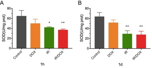 Figure 2 The activity of SOD in tumors after different treatments. The changes in SOD activity in tumors at 1 hr after treatment (A). The changes in SOD activity in tumors at 1 day (B) after different treatments. Data represented mean ± SD (n=3). Compared with controls: *P < 0.05, **P < 0.01.