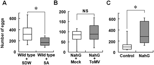 Figure 4. Effect of SA on the preference of whitefly for tomato plants. A, Whitefly preference for SA-treated and SDW-treated plants. Wild type Micro-Tom plant was sprayed with 1 mM SA or SDW, and 2 days after each treatment, the plants were set in acryl box (Figure 1A) and used in the choice test. The number of eggs laid on each plant was counted at 7 days after inoculation. B, Preference of whiteflies for mock-treated and ToMV-infected NahG plant. NahG tomato plants were ToMV inoculated or mock treated, and the preference of whitefly was assessed at 7 days after each treatment. C, Preference of whiteflies for intact NahG and control plants. Box plot explanation: Upper horizontal line of box, 75th percentile; lower horizontal line of box, 25th percentile; horizontal bar within box, median; upper and lower lines outside the boxes, minimum and maximum values (error bars). Each test was repeated independently (A: n = 6; B: n = 6; C: n = 8). Asterisk indicates that the data compared were significantly different (P < 0.05, Wilcoxon signed-rank test). NS indicates no significance.