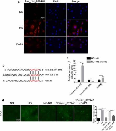 Figure 8. Hsa_circRNA_012448-hsa-miR-29b-2-5p-GSK3β was identified as an important pathway mediating the action of dapagliflozin against DKD (a) Distribution of hsa_circRNA_012448 in HK-2 cells by FISH assay. Scal bar: 20 μm. (b) The predicted binding sites between hsa_circRNA_012448, hsa-miR-29b-2-5p and GSK3β. (c) The expression of hsa_circRNA_012448, hsa-miR-29b-2-5p, and GSK3β in the hsa_circRNA_012448 overexpressing HK-2 cells. (d) Overexpression of hsa_circRNA_012448 increased the production of ROS in HK-2 cells, whereas dapagliflozin inhibited the generation of ROS. Scal bar: 20 μm. *P < 0.05, **P < 0.01, ***P < 0.001, NS: not significant. NC: normal controls; DKD: diabetic kidney disease. FISH: fluorescence in situ hybridization; ROS: reactive oxygen species; NG: normal glucose, HG: high glucose, DAPA: dapagliflozin.