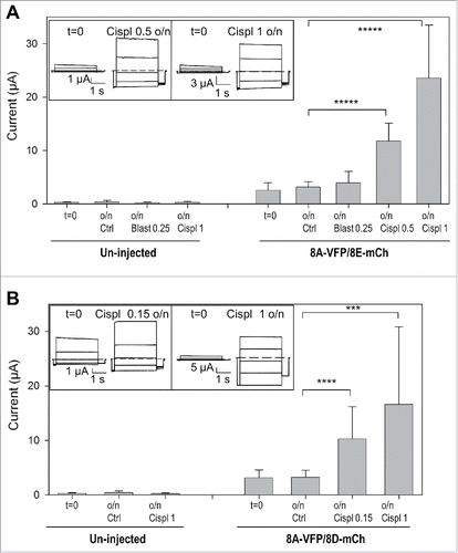 Figure 2. Cisplatin incubation strongly increases currents of oocytes expressing 8A-VFP/8E-mCh or 8A-VFP/8D-mCh. (A) Mean currents from un-injected or from 8A-VFP/8E-mCh injected oocytes measured before (t = 0; un-injected n = 29; 8A-VFP/8E-mCh n = 60) and after overnight incubation in “Maintaining” solution (Ctrl; un-injected n = 11; 8A-VFP/8E-mCh n = 29), 0.25 mM blasticidin (Blast 0.25; un-injected n = 4; 8A-VFP/8E-mCh n = 9), 0.5 mM cisplatin (Cispl 0.5; 8A-VFP/8E-mCh n = 7) or 1 mM cisplatin (Cispl 1; un-injected n = 14; 8A-VFP/8E-mCh n = 15; *****P < 10−9). The insets show 8A-VFP/8E-mCh traces from one oocyte before and after overnight incubation in 0.5 mM (left) or 1 mM cisplatin (right). (B) Bars represent currents of un-injected or 8A-VFP/8D-mCh injected oocytes recorded before (t = 0; un-injected n = 19; 8A-VFP/8D-mCh n = 39) and after overnight incubation in “Maintaining” solution (Ctrl; un-injected n = 8; 8A-VFP/8D-mCh n = 21), 0.15 mM cisplatin (Cispl 0.15; 8A-VFP/8D-mCh n = 6) or 1 mM cisplatin (Cispl 1; un-injected n = 11; 8A-VFP/8D-mCh n = 12; ***P < 0.001; ****P < 0.0001). The insets show typical 8A-VFP/8D-mCh traces from one oocyte before and after overnight incubation in 0.15 mM (left) or 1 mM cisplatin (right). Error bars indicate SD.