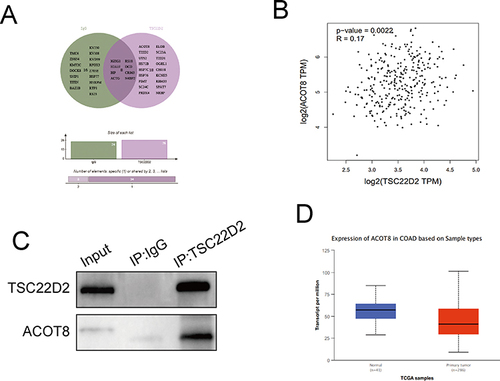 Figure 5 Identification of TSC22D2-interacting proteins using co-IP/MS. (A). There were 8 overlapping TSC22D2 binding proteins identified. (B). Correlation of TSC22D2 with ACOT8 in the GEPIA database. (C). ACOT8 was immunoprecipitated by TSC22D2 in HCT116 cells. (D). Expression of ACOT8 mRNA in tumor and non-tumor tissues in TCGA database.