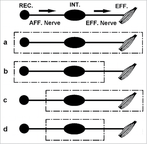 Figure 2. A 'simple schematic model' of how behavioral learning and memory (Pavlovian conditioning, habituation and sensitization) can be examined in the nervous system across phylogeny where the sensory input, learning and memory processing, and motor output all can be measured in the same dimensionally equivalent metrics of nerve impulses. It also may serve as a model for part of an organism's nervous system, e.g., a 'ganglion', where the sensory and motor systems to it are intact. (a) Usual learning system of an intact organism: REC. (sensory receptor); AFF. (sensory nerve); INT. integrator (ganglion or brain); EFF.(motor nerve) to an effector such as a muscle. (b) Bypassing the role of 'afferent sensory feedback' from the effector response by recording directly from the cut efferent nerve. (c) Bypassing the role of 'efferent gating', i.e. inhibition of primary sensory input to the system, by stimulating the cut sensory nerve directly rather than stimulating it through its sensory receptors. (d) Bypassing the roles of both primary sensory receptor input and proprioceptive feedback from effector output in learning and memory by cutting the sensory nerve and eliminating efferent gating, i.e., inhibition of sensory input through sensory receptors, and cutting the motor nerve and eliminating afferent sensory feedback from the effector response.Citation19 (Reprinted with permission from Elsevier).