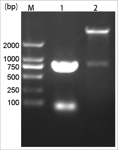 Figure 1. Identification of cloning and recombinant expression plasmids. Lane M, DL2000 DNA marker. Lane 1, PCR amplification products of pET80L-ATB. Lane 2, pET80L-ATB digested by BamH I/Hind Ш.