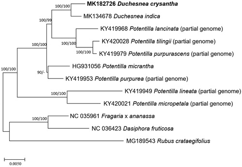 Figure 1. Neighbor joining (bootstrap repeat is 10,000) and maximum likelihood (bootstrap repeat is 1,000) phylogenetic trees of 12 Rosaceae partial or complete chloroplast genomes (Duchesnea chrysantha; this study, MK182726, Duchesnea indica (MK134678), Potentilla tilingii (KY420028; partial genome), Potentilla lancinata (KY419968; partial genome), Potentilla purpurea (KY419953; partial genome), Potentila purpurascens (KY419979; partial genome), Potentilla micropetala (KY420021; partial genome) Potentilla micrantha (HG931056; partial genome), Potentilla alineata (KY419949; partial genome), Potentilla lancinate (KY419968; partial genome), Dasiphora fruticosa (NC 036423), Fragaria x ananassa cultivar Benihoppe (NC_035961), and Rubus crataegifolius (MG189543). The numbers above branches indicate bootstrap support values of maximum likelihood and neighbor joining phylogenetic tree, respectively.