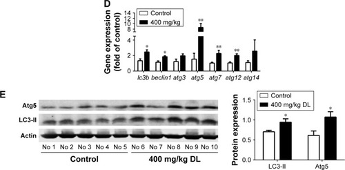 Figure 4 d-limonene (DL) promotes autophagy in lung cancer.