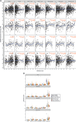 Figure 7. Correlations of RanBP9 expression with immune infiltration level in breast cancer (TIMER). (A) The correlation between the abundance of immune cells and the expression of RanBP9 in BRCA and its subtype. (B)RanBP9 copy number variation affects the infiltrating levels of immune cells in BRCA and its subtype.*p < 0.05; **p < 0.01; ***p < 0.001.TPM: Transcript per million.