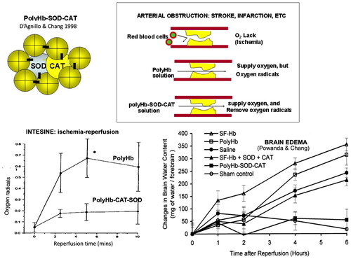 Figure 6. A soluble complex of Polyhemoglobin containing antioxidant enzymes to remove oxygen radicals (PolyHb-SOD-CAT) [Citation52]. Upper right: Arterial obstruction can result in stroke and heart attack. Red blood cells cannot flow through. PolyHb, a solution, can perfuse through. Upper left: PolyHb-SOD-CAT, a solution can perfuse through to supply oxygen and remove oxygen radicals Lower right: Unlike PolyHb, reinfusion of PolyHb-SOD-CAT does not cause brain edoema in rat brain ischaemia. Lower left: Unlike PolyHb, PolyHb-SOD-CAT reperfusion in ischaemic small intestine does not releases damaging oxygen. (From Chang [Citation11] with written copyright permission to reproduce this figure from the publisher Taylor and Francis.)