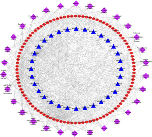 Figure 7 The C-P-T network of top 30 pathways. The red circle nodes represent genes, the blue triangle nodes represent compounds present in ZJP, and the purple diamonds represent pathways.