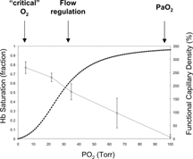 Figure 3 Coincidence of the blood oxygen saturation and functional capillary density as a function of pO2. Data from [Citation[8], Citation[18]].Citation[11]].