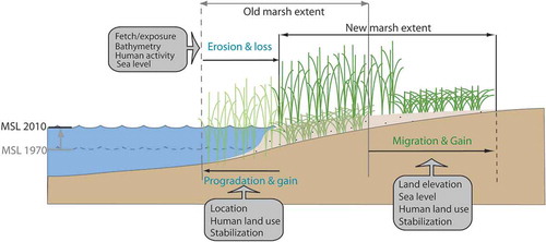 Figure 1. Mechanistic drivers of marsh change. Mechanisms in gray boxes exacerbate or mitigate the effects of marsh change drivers.