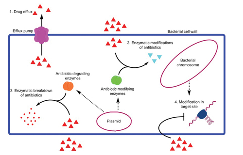 Figure 2 Various mechanisms of antibiotic resistance, including drug efflux with the help of efflux pump, enzymatic modifications of the antibiotic, enzymatic breakdown of the antibiotics, and modification in the target sites.
