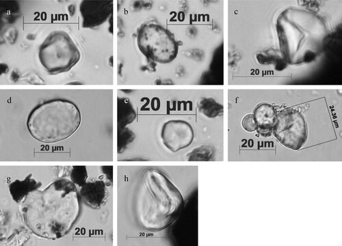 Figure 9. Ancient starch grains recovered in Troumassoid tools. (a) Zea mays ATR-10, cooking pot; (b) Maranta sp. (ATR-16, cooking pot); (c) Manihot esculenta (ATR-15, cooking pot); (d) Capsicum sp. (ATR-15, cooking pot); (e) Xanthosoma cf. sagittifolium (ATR-10, cooking pot); (f) cluster of Zea mays (ATR-01, clay griddle); (g) cf. Phaseolus sp. (ATR-07, cooking pot); and (h) unidentified, twisted starch due to partially dry heat (ATR-11, serving bowl) (Photos by Jaime Pagán-Jiménez).