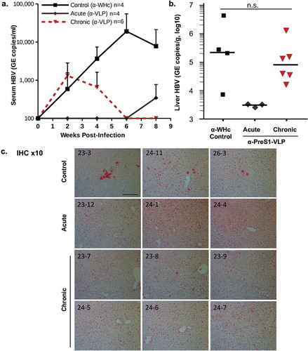 Figure 8. Anti-PreS1 Abs prevent acute infection and clear serum HBV from chronically infected human-liver chimeric mice. Wildtype B10 mice were immunized and boosted with a mixture of PreS1-WHc VLPs-1.2, −1.3 and −1.6 (20 μg each) and 5 weeks after the boost sera was collected, pooled and used for the adoptive transfer. 0.2 ml of anti-PreS1-WHc sera or control anti-WHc sera were transferred into human-liver chimeric mice prior to infection with 1 × 106 GE copies of HBV/mouse in the control and acute groups. For the chronic group, 0.2 ml of anti-VLP sera was transferred 2 and 5 weeks after the HBV infection. (a). Serum HBV-DNA was determined at the indicated time points post-infection, (b). Liver HBV-DNA was determined at termination. The difference between the Control and Chronic groups were not statistically significant at α = 0.05 (Wilcoxon Two-Sample Test). (c). Liver immunohistology staining for HBsAg. The scale bar is 200um.