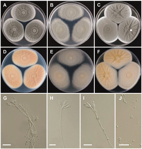 Figure 2. Morphology of Penicillium annulatum. (A, D) Colonies on Czapek yeast autolysate agar (CYA); (B,E) Colonies on Blakeslee’s malt extract agar (MEA); (C,F) Colonies on yeast malt extract agar (YES). (A–C: obverse view, D–F: reverse view). (G–I) Conidiophores; (J) Conidia (scale bars: G–J = 20 μm).