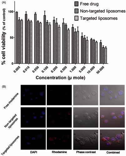 Figure 5. (A) Relative cell viability of free drug, non-targeted and targeted liposomal formulations; (B) cell uptake study of different formulations-free rhodamine; non-targeted liposomal formulation and targeted liposomes.