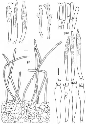 Figure 8. Microscopic features of Lactifluus multiseparatus sp. nov. All scale bars = 10 µm. Horizontal scale bars are for pileipellis and vertical scale bars are for other microscopic features.