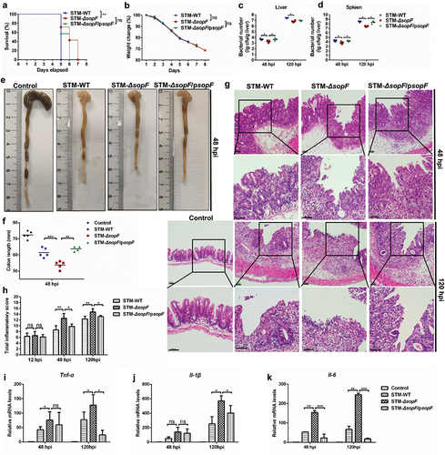 Figure 1. SopF inhibits intestinal inflammation to aggravate systemic infection. Streptomycin-pretreated C57BL/6 mice were orally infected with 5 × 107 CFU of STM-WT, STM-ΔsopF or STM-ΔsopF/psopF. (a) Survival curve, n = 7 mice/group. (b) Body weight change, n = 10 mice/group. (c, d) The bacterial loads of livers (i) and spleens (j) at 48 hpi and 120 hpi, each data point represents one mouse. (e) Macroscopic pictures of the intestinal tract at 48 hpi, n = 5 mice/group. (f) Quantification of colon length above. (g) Histopathological analysis of the ceca at 48 hpi and 120 hpi (scale bar: 50 μm), n = 5 mice/group. (h) Total inflammatory score of ceca. (i-k) Gene transcription analysis of Il-6, Tnf-α and Il-1β at 48 hpi and 120 hpi, n = 5 mice/group. Gene expression levels are shown relative to Gapdh. Data were compared by one-way ANOVA. Values are expressed as the means ± SD, and statistically significant differences are indicated. *P < .05, **P < .01, ***P < .001, ns: not significant.