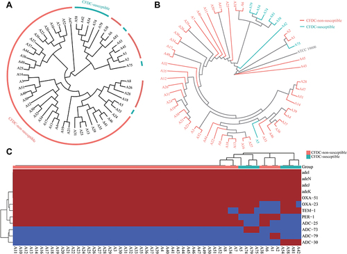 Figure 1 Genomic analysis of 55 carbapenem-resistant Acinetobacter baumannii isolates. (A) Evolutionary tree based on pairwise average nucleotide identity (ANI) among 47 cefiderocol-non-susceptible isolates and eight cefiderocol-susceptible isolates. (B) Phylogenetic tree based on core genome single nucleotide polymorphism (cgSNP) compared with ATCC 19606. (C) Distribution of cefiderocol resistance related genes in all 55 isolates.
