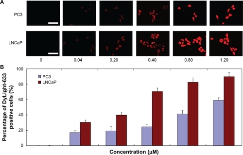 Figure 2 (A) Fluorescence microscopy images (scale bar 50 μm) and (B) fluorescent-activated cell sorting analysis (n = 3, error bars represent a standard deviation) after a 60-minute incubation of DyLight-633-labeled PAMAM-PEG-APT as a function of concentration range against PC3 and LNCaP cells, respectively.Abbreviations: PAMAM, polyamidoamine; PEG, polyethylene glycol; APT, aptamer.