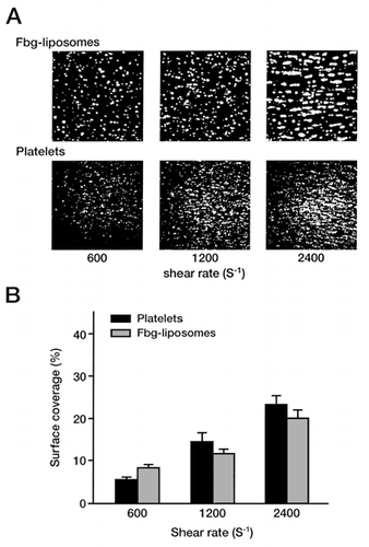 Figure 4. Interaction of Fbg-liposomes with platelets on the collagen surface depends on the shear rate. Experimental conditions were the same as described for Figure 1, except that the exofacial concentration of Fbg was 0.74 μg/ml.