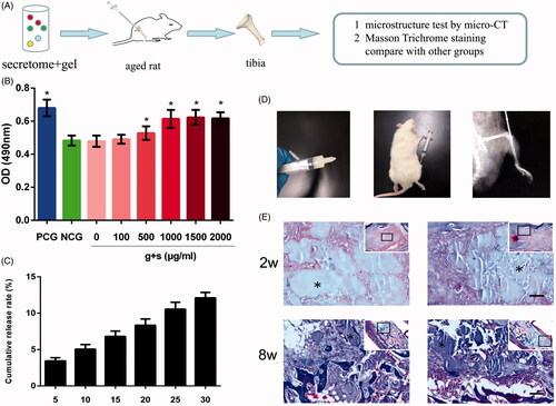 Figure 4. Silk fibroin hydrogels properties analysis and intratibial injection. (A) A schematic diagram of the experimental procedure in vivo. (B) The bioactivity of released secretome was analyzed by MTT assay, representative results of three experiments are shown. *p < .05 vs NCG. (C) Cumulative release rate of TGF-β from silk gels detected by ELISA. (D) Silk hydrogel was injected into the bone marrow cavity of a rat. (E) Histological study of degradation performance of silk gels at weeks 2 and 8. *Represents remaining gels. Scale bar = 100 μm.