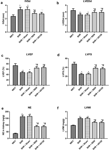 Figure 2. ECG results and alterations in LVMI and renal NE levels in rats in each group