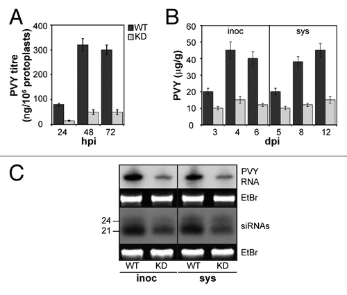 Figure 5. Effect of coilin knockdown on PVY infection in N. tabacum plants. Accumulation of PVY in protoplasts (A) and in inoculated (inoc) and systemic (sys) leaves (B) determined by ELISA. Data are mean ± SD of four independent replicate experiments. (C) Detection (RNA gel blot analysis) of viral RNA and siRNAs in inoculated (4 dpi) and systemic (8 dpi) leaves. Ethidium bromide (EtBr) stained rRNA and 5S rRNA are shown as loading controls for viral RNAs and siRNAs, respectively. Positions of 24- and 21-nt size markers are indicated.