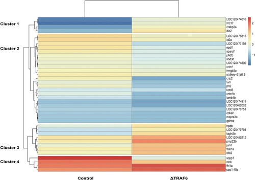 Figure 3. Heatmap of differentially expressed genes in naïve cells (control) and TRAF6-knockout cells(ΔTRAF6). The heatmap was generated using the Complex Heatmap package and the counts of differentially expressed genes. Upregulated genes are indicated in red and downregulated genes are indicated in blue.